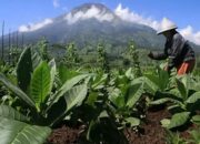 HKTI Dorong Penyederhanaan Regulasi Perkuat Industri Hasil Tembakau